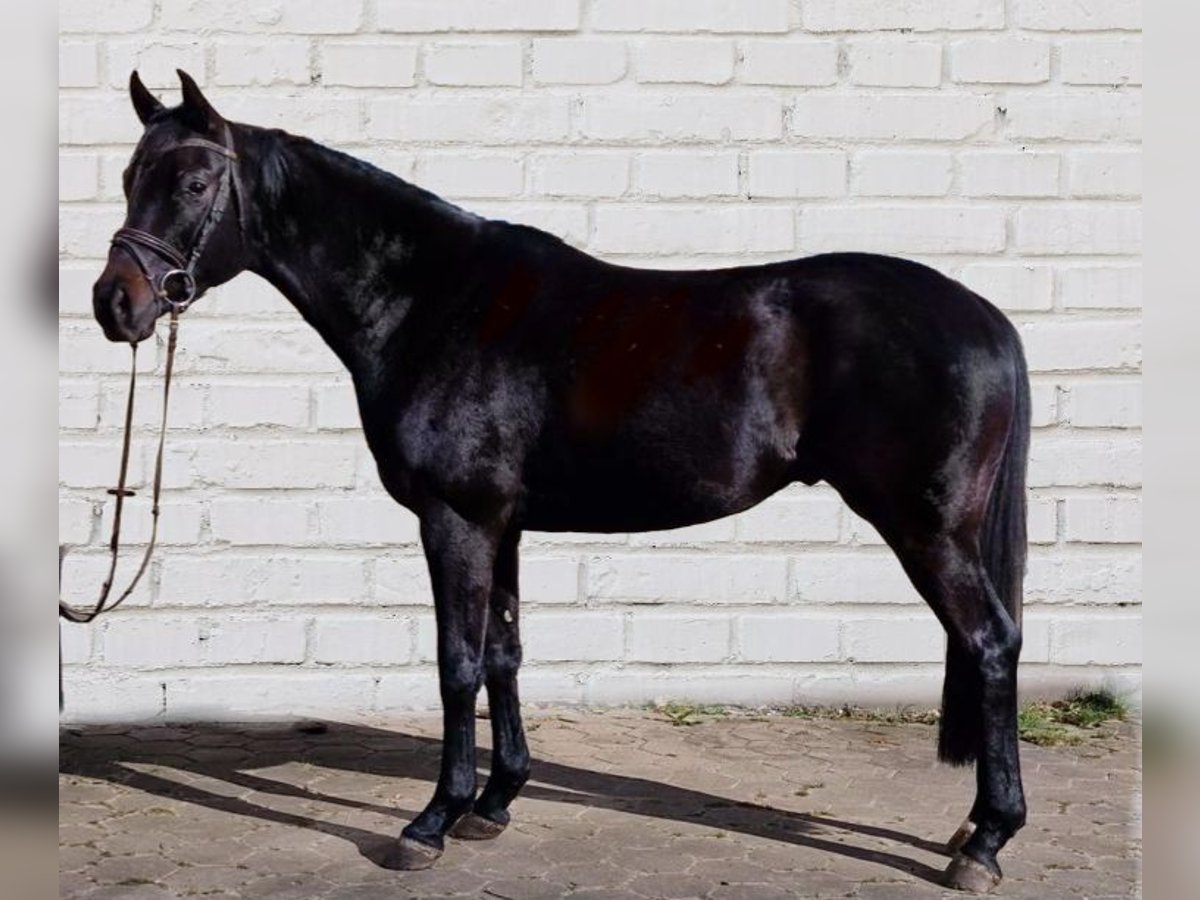 Dänisches Warmblut Stute 4 Jahre 166 cm Rappe in Zernien