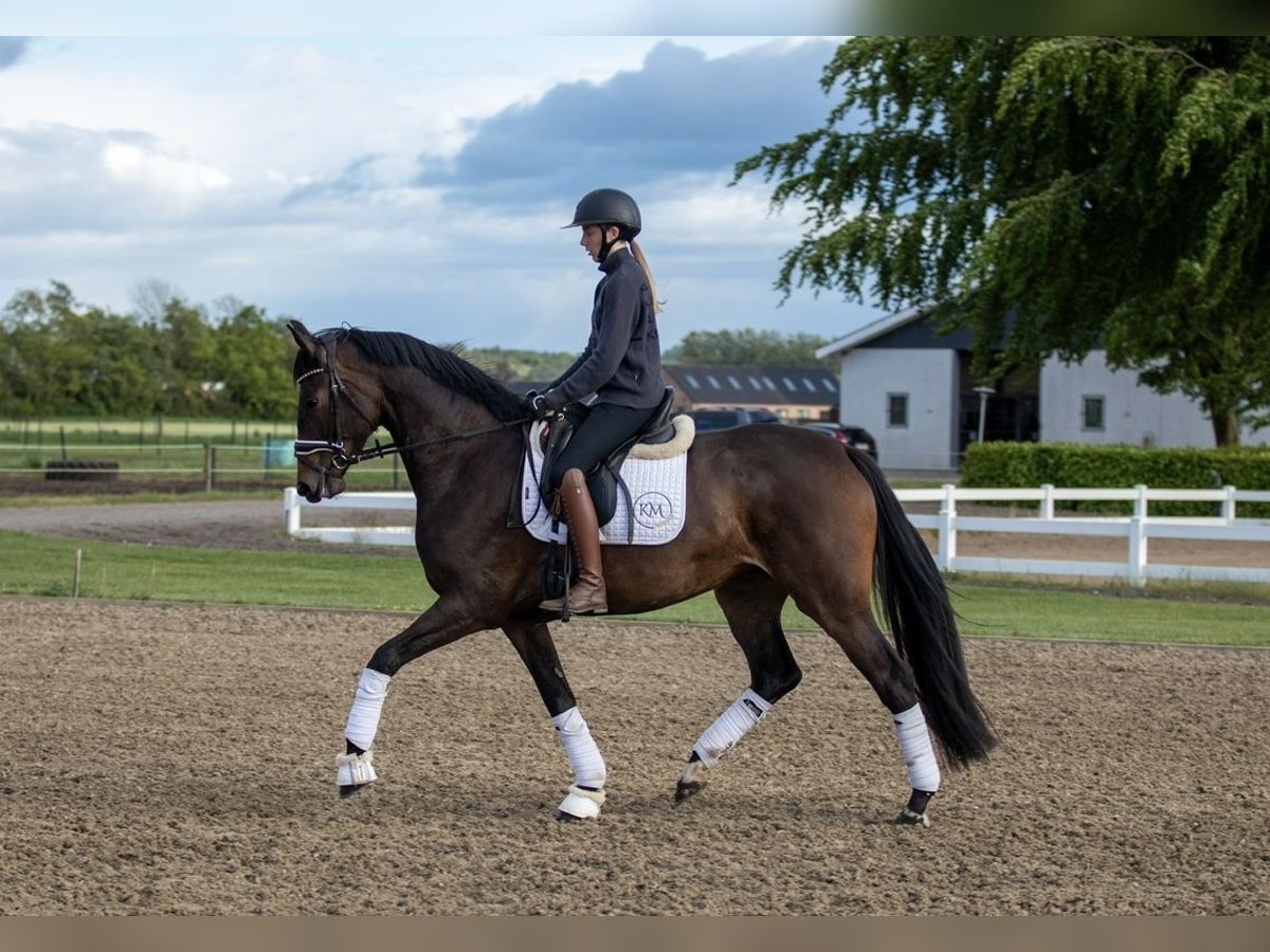 Dänisches Warmblut Stute 4 Jahre 167 cm Brauner in Sulsted