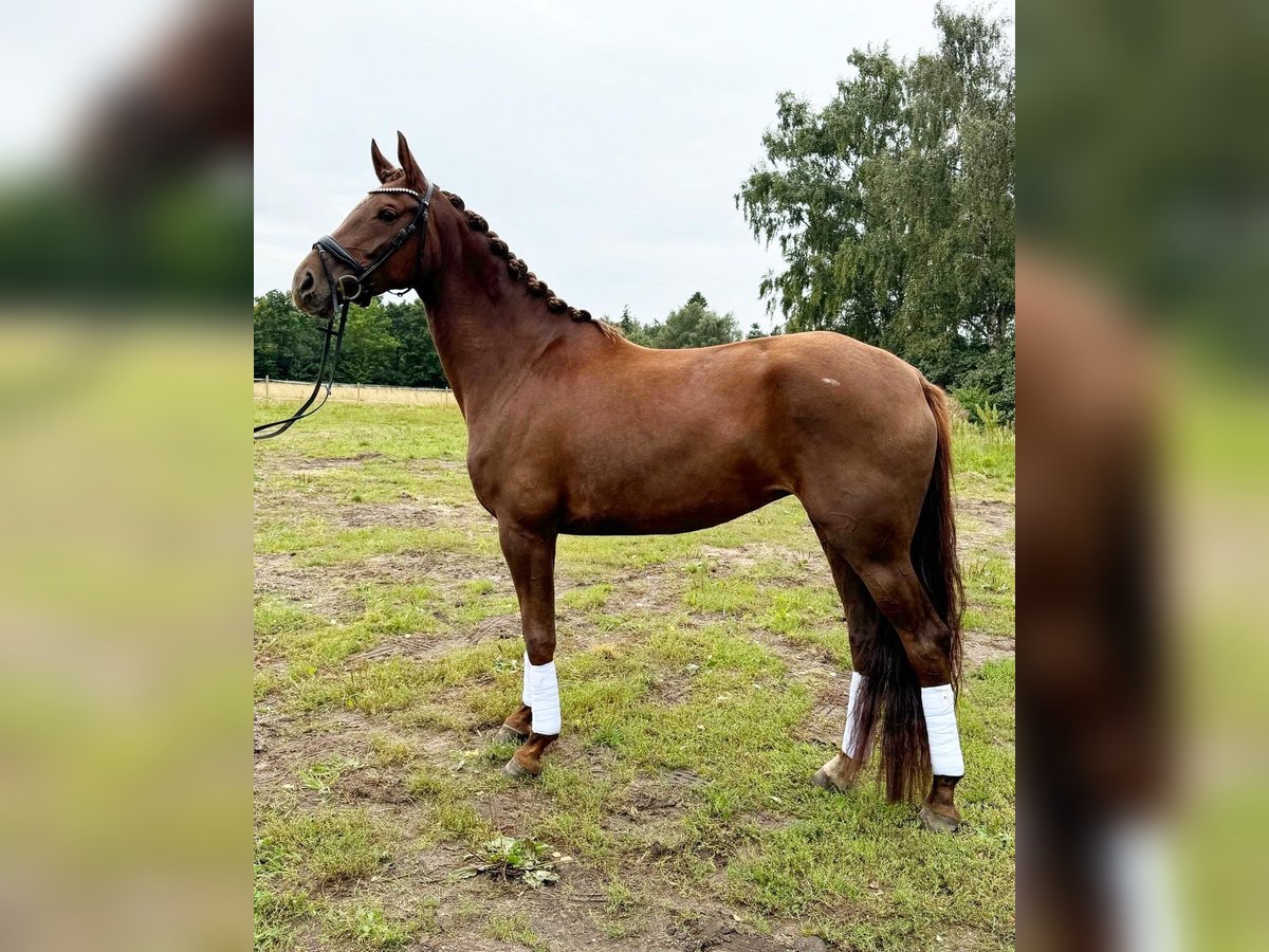 Dänisches Warmblut Stute 4 Jahre 169 cm Dunkelfuchs in Balle