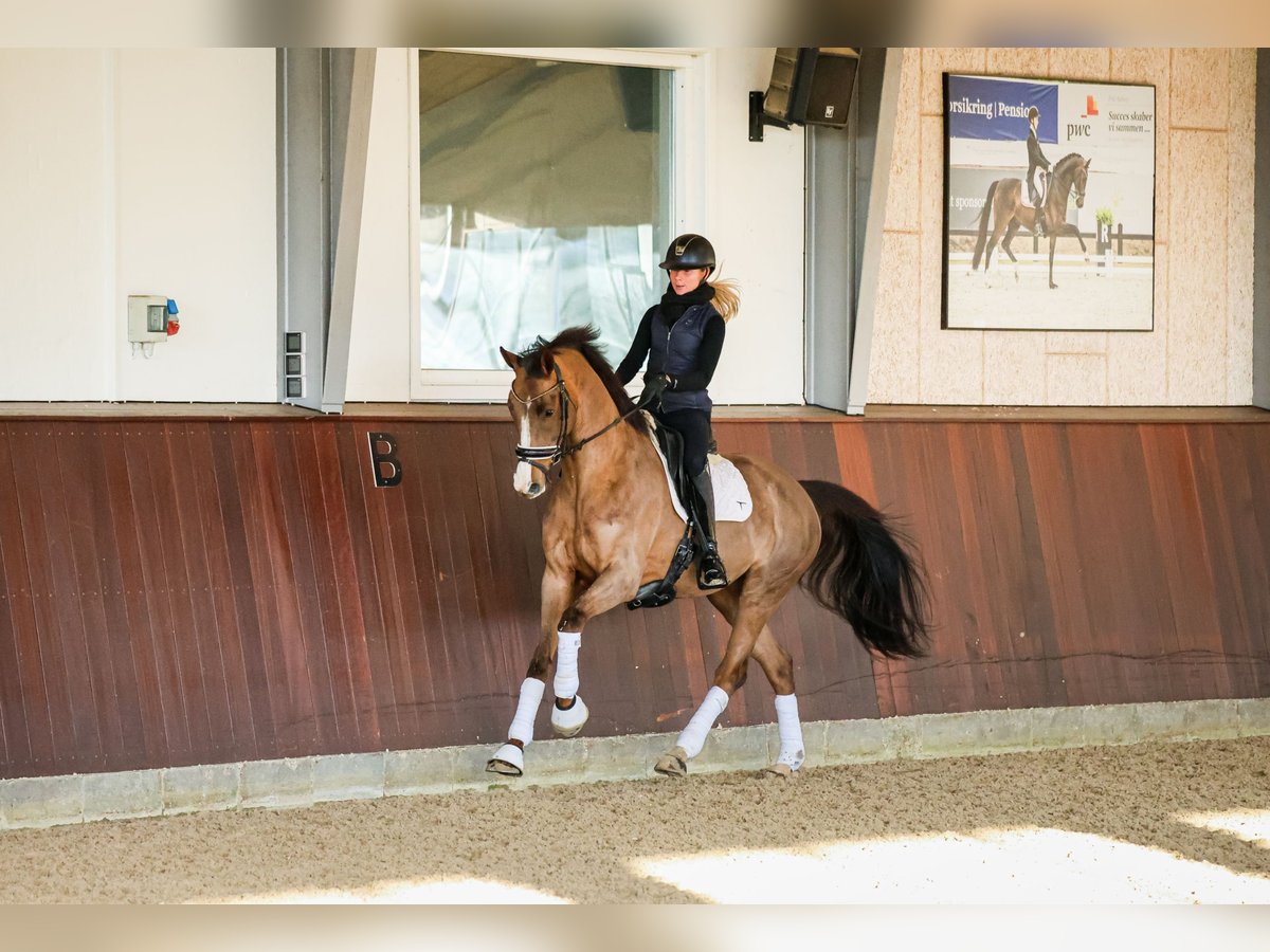 Dänisches Warmblut Stute 5 Jahre 167 cm Brauner in Ringkøbing