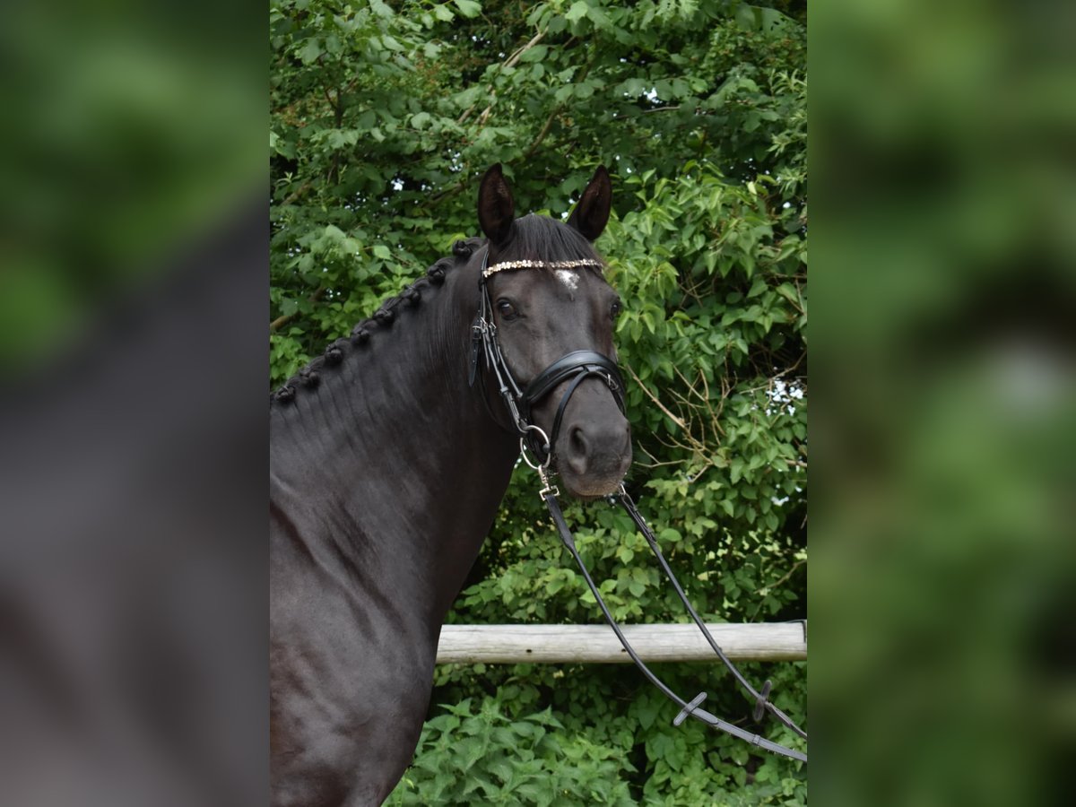 Dänisches Warmblut Stute 5 Jahre 167 cm Rappe in Lemvig