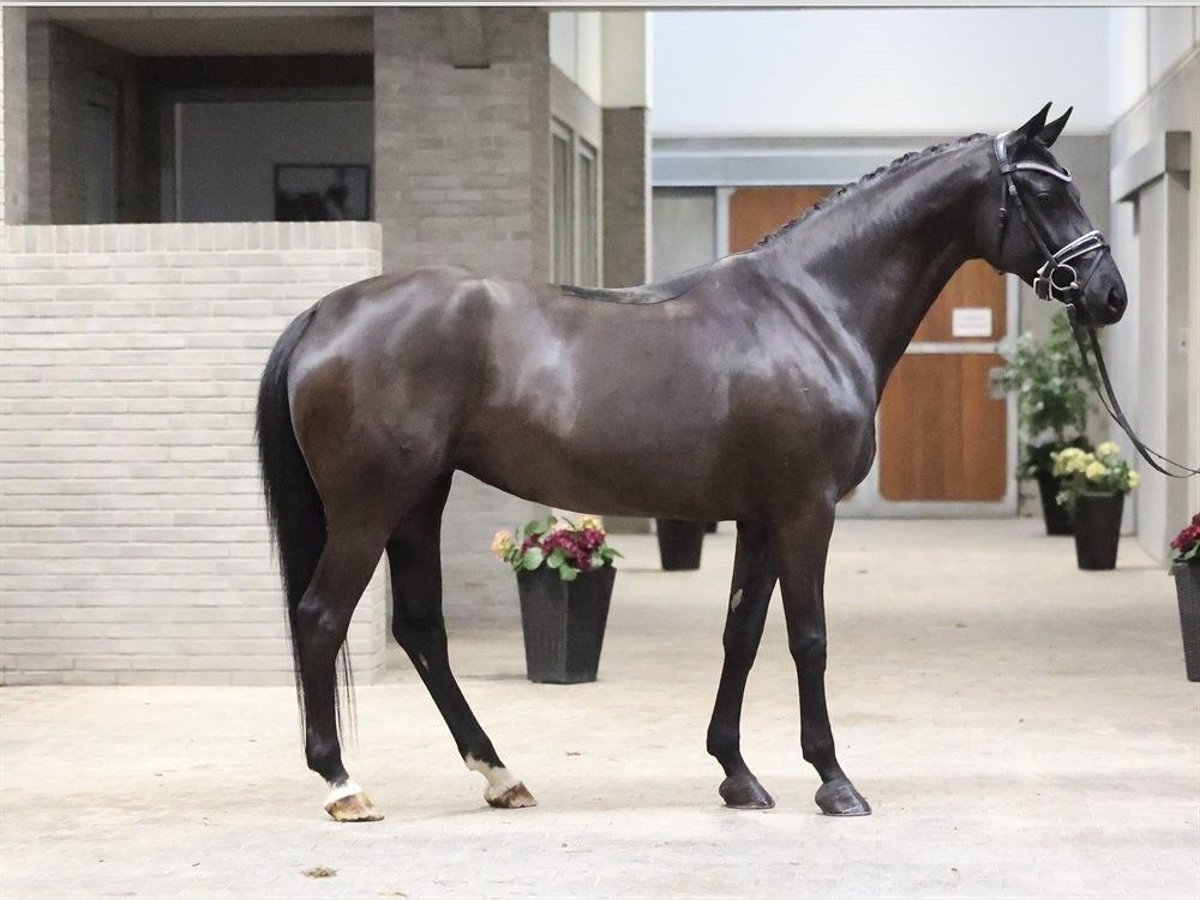 Dänisches Warmblut Stute 5 Jahre 168 cm Rappe in Asperup