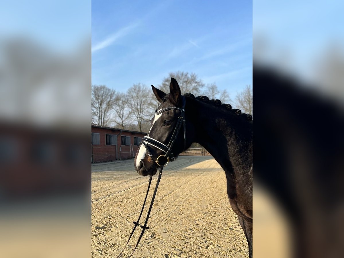 Dänisches Warmblut Stute 6 Jahre 163 cm Dunkelbrauner in Saerbeck