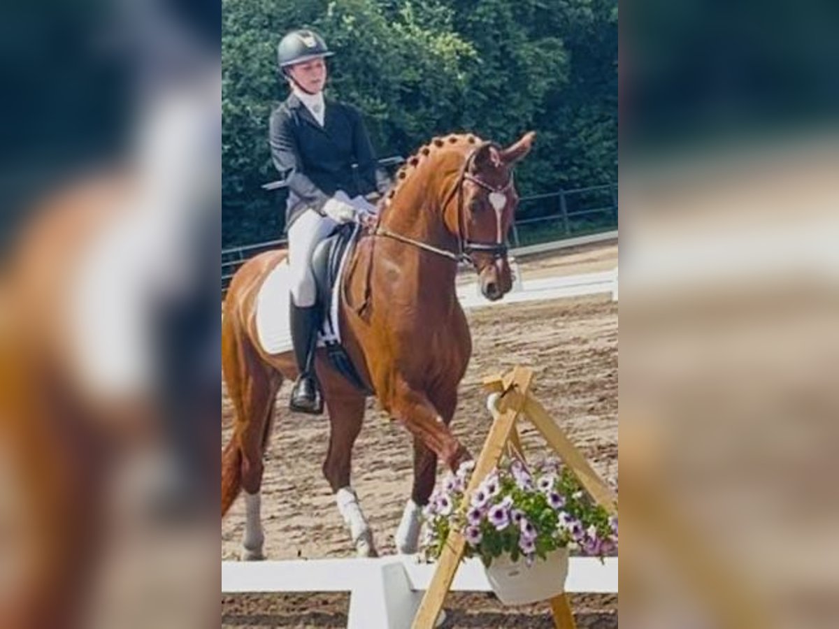 Dänisches Warmblut Stute 6 Jahre 170 cm Red Dun in Karlslunde