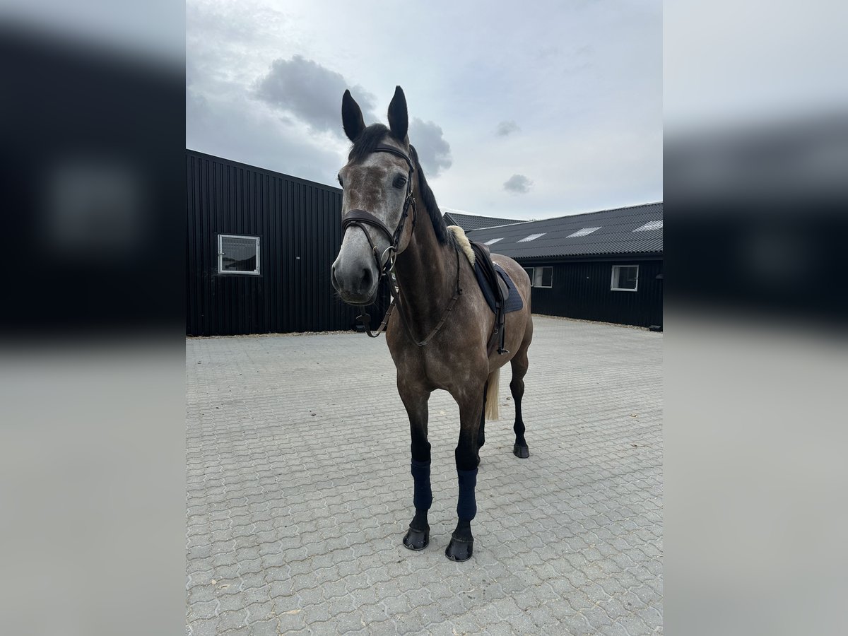 Dänisches Warmblut Stute 6 Jahre 172 cm Schimmel in Varde