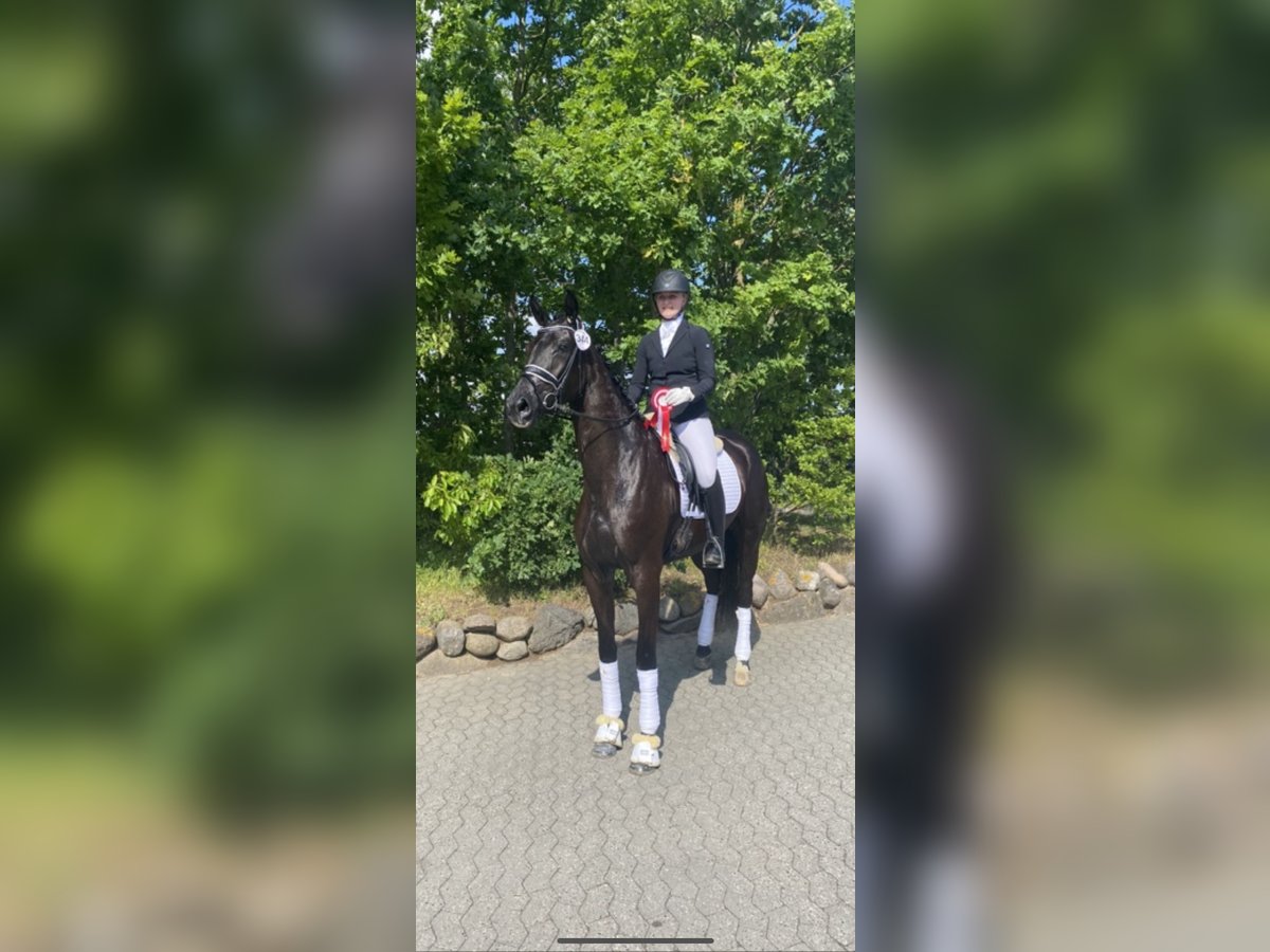 Dänisches Warmblut Stute 6 Jahre 174 cm Rappe in Vejlby