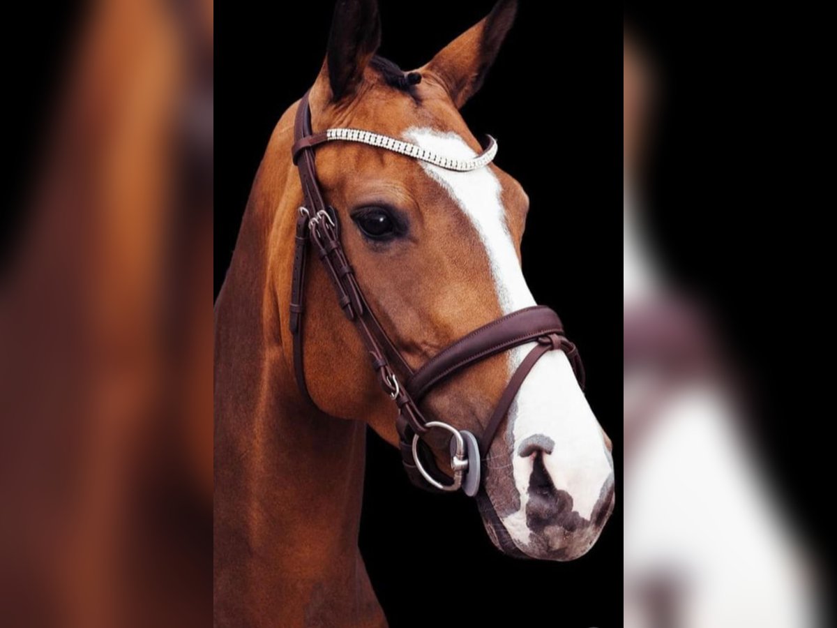 Dänisches Warmblut Stute 7 Jahre 165 cm in Wachtberg