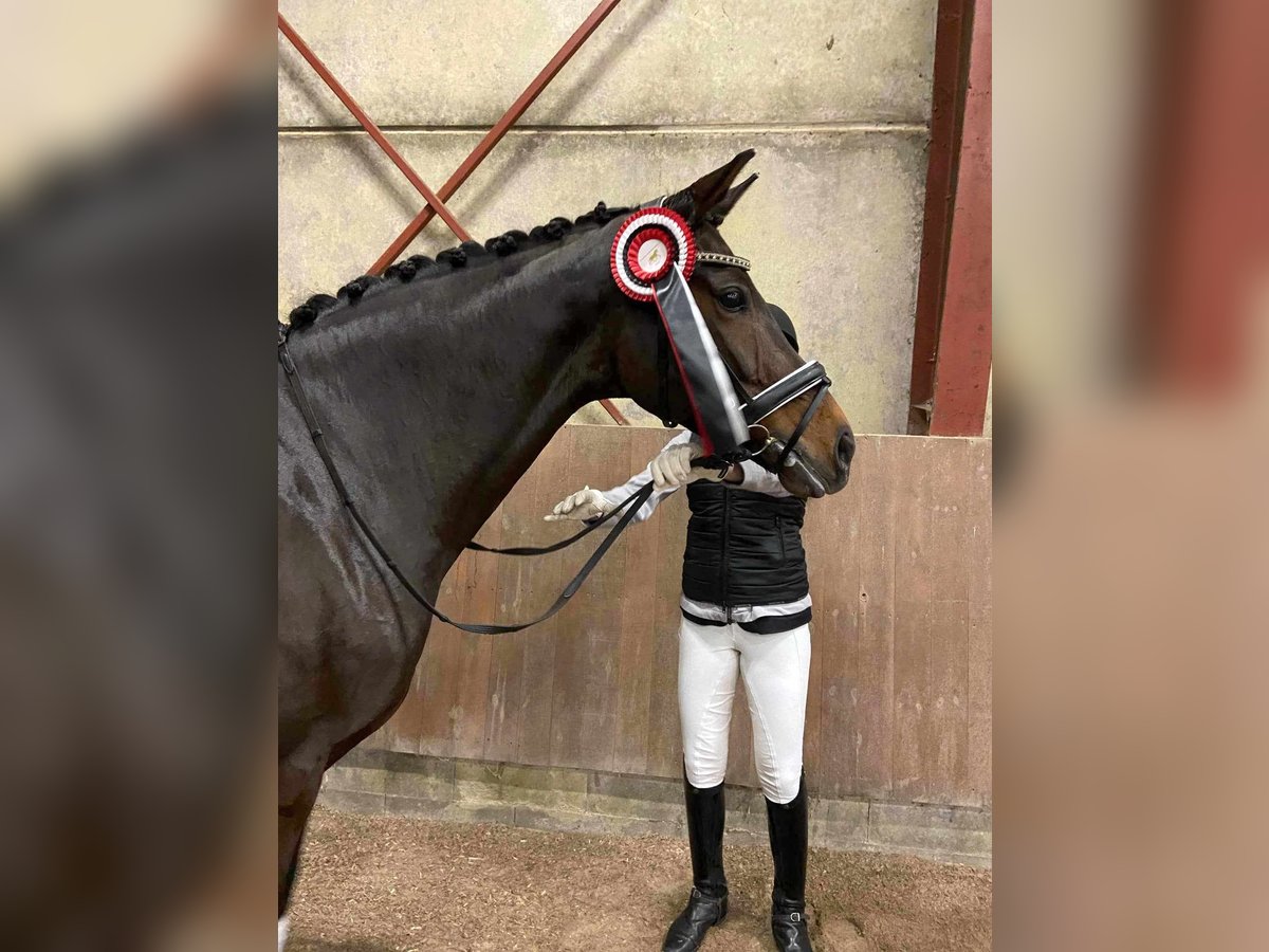 Dänisches Warmblut Stute 7 Jahre 166 cm Brauner in Fårvang