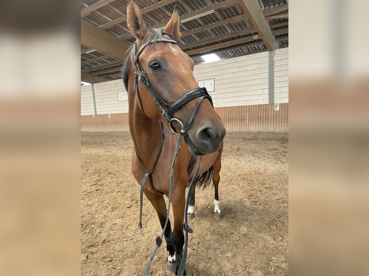 Dänisches Warmblut Stute 7 Jahre 170 cm in Saarbrücken