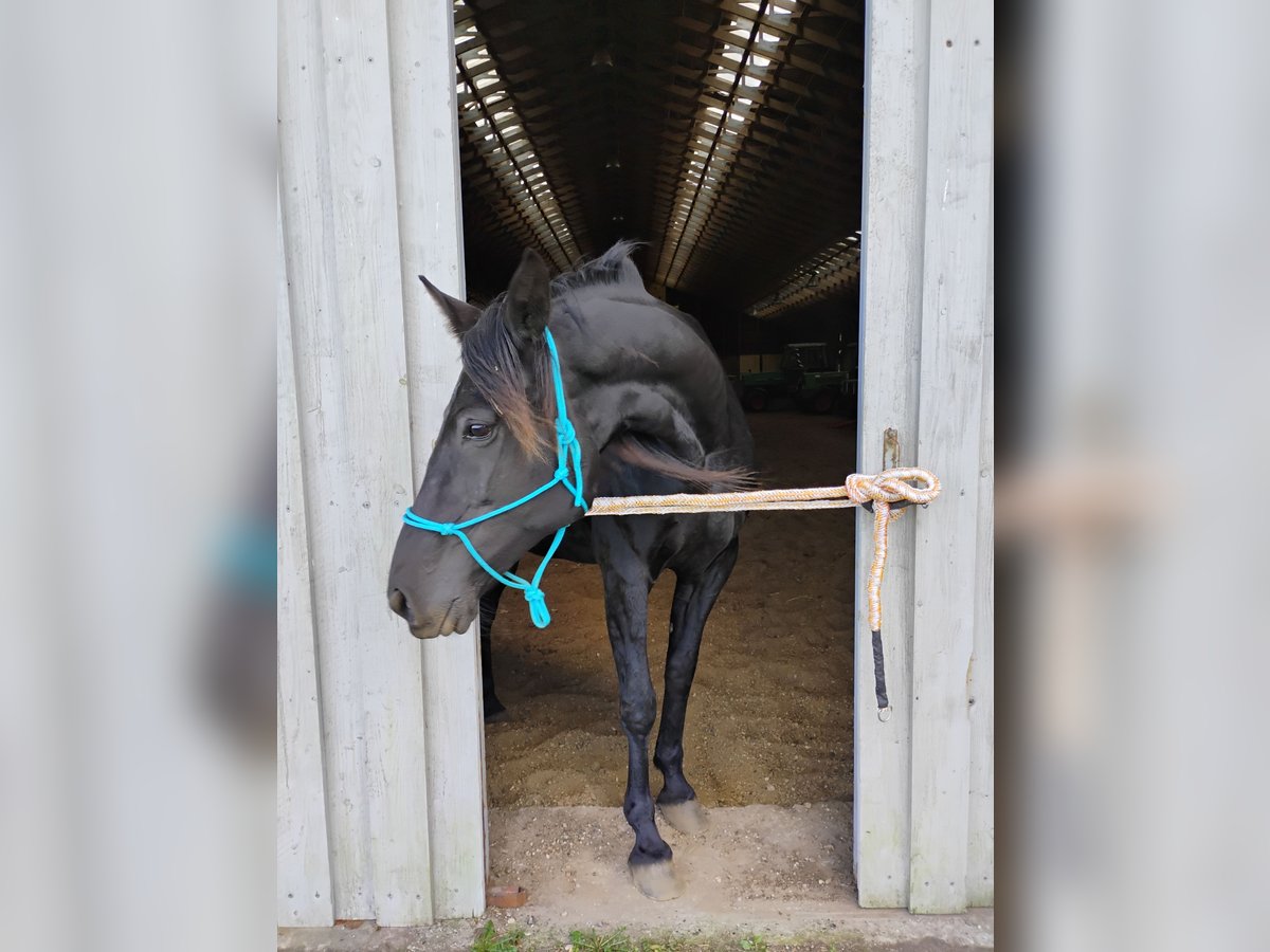 Dänisches Warmblut Stute 9 Jahre 160 cm Rappe in Flensburg