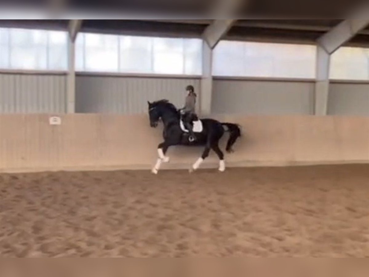 Dänisches Warmblut Stute 9 Jahre 174 cm Dunkelbrauner in Odense