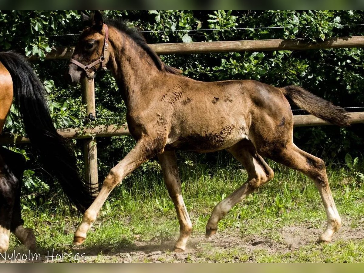 Dänisches Warmblut Stute Fohlen (06/2025) 170 cm Brauner in Vesthimmerland