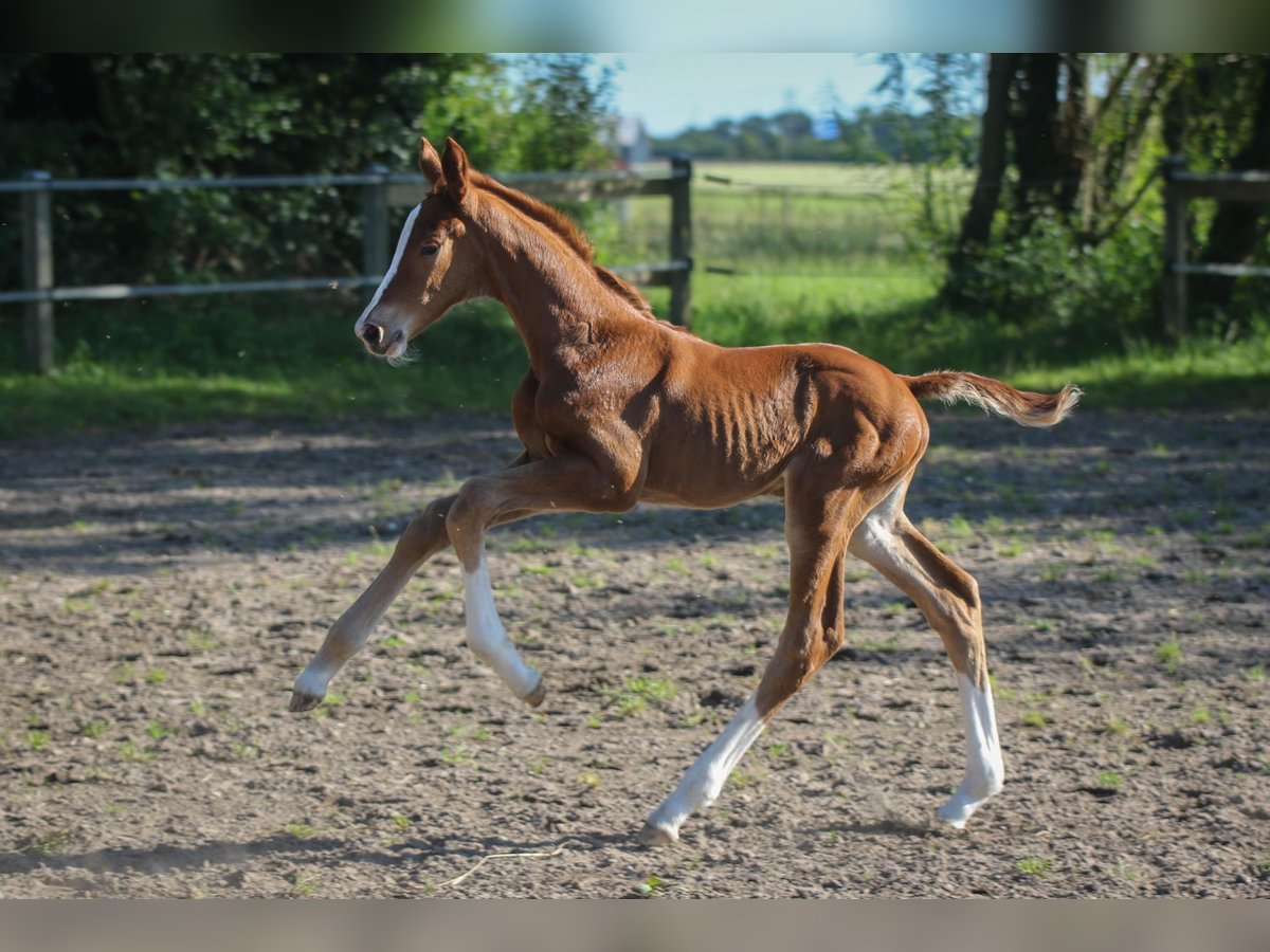 Dänisches Warmblut Stute Fohlen (06/2024) 170 cm in Asperup