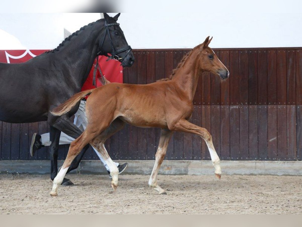 Dänisches Warmblut Stute Fohlen (05/2025) in Glamsbjerg