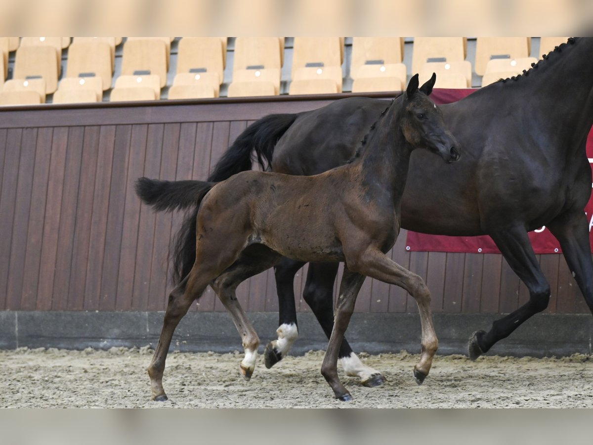 Dänisches Warmblut Stute Fohlen (05/2025) in Glamsbjerg