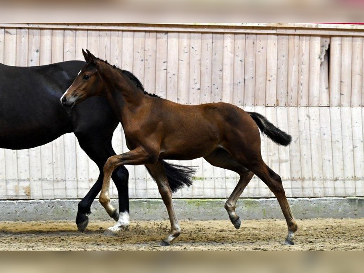 Dänisches Warmblut Stute Fohlen (04/2025) in Glamsbjerg