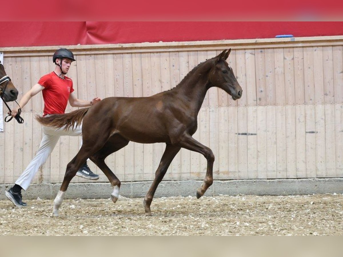 Dänisches Warmblut Stute Fohlen (03/2025) in Glamsbjerg