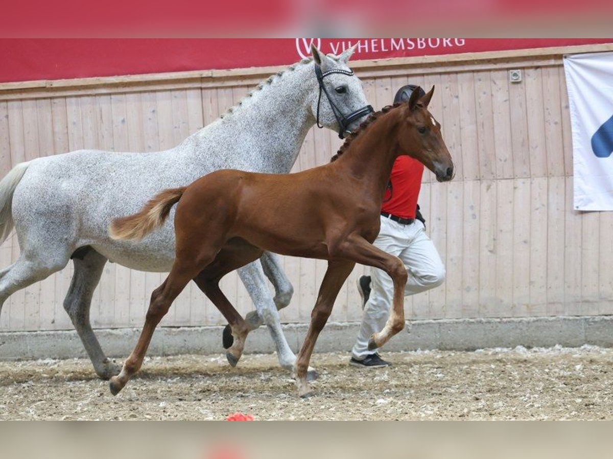 Dänisches Warmblut Stute Fohlen (05/2025) in Glamsbjerg