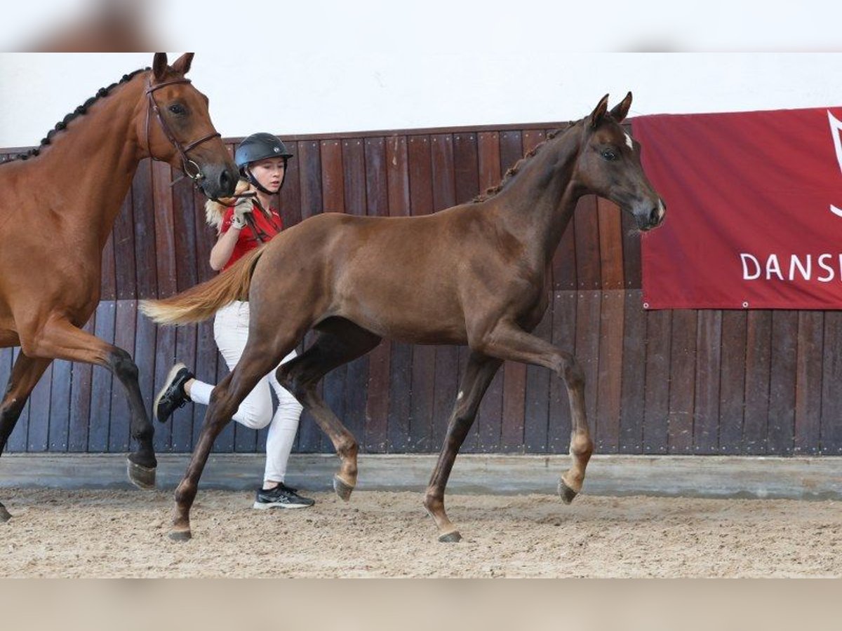 Dänisches Warmblut Stute Fohlen (04/2025) in Glamsbjerg