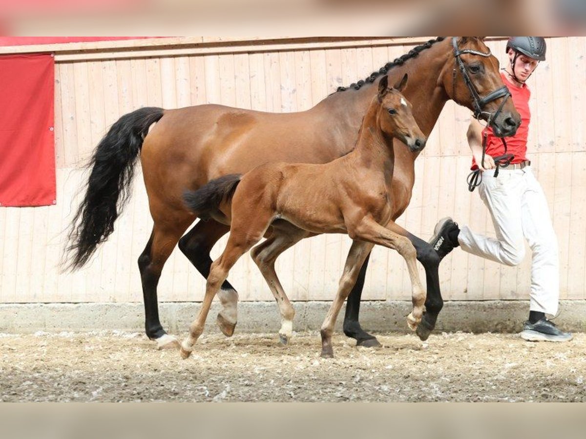 Dänisches Warmblut Stute Fohlen (06/2025) in Glamsbjerg