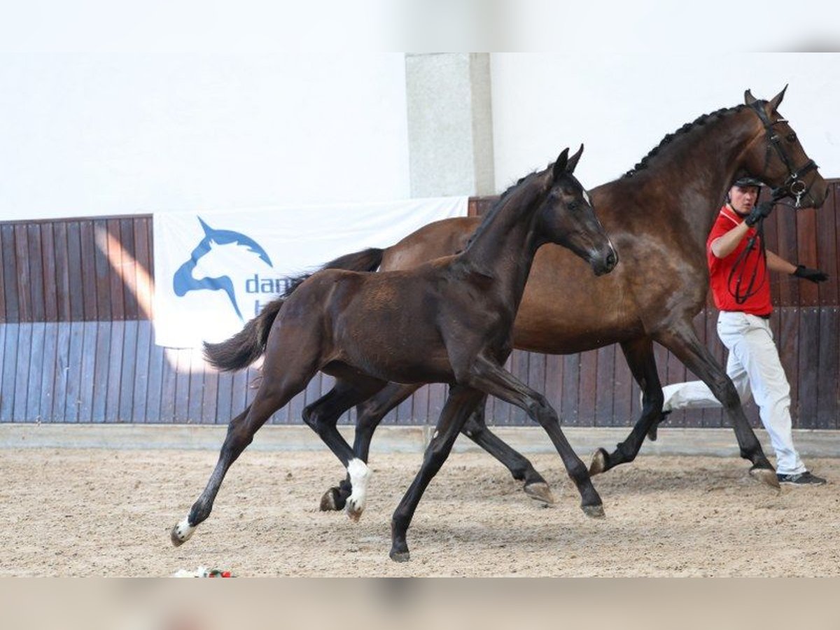Dänisches Warmblut Stute Fohlen (04/2025) in Glamsbjerg