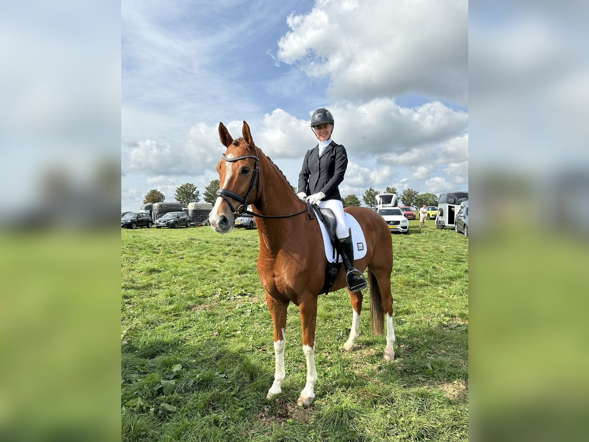 Dänisches Warmblut Wallach 10 Jahre 169 cm Dunkelfuchs in Luxembourg