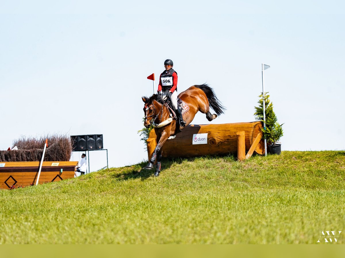 Dänisches Warmblut Wallach 10 Jahre 170 cm Hellbrauner in Næstved