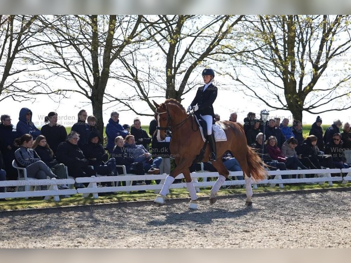 Dänisches Warmblut Wallach 10 Jahre 178 cm Fuchs in Holstebro