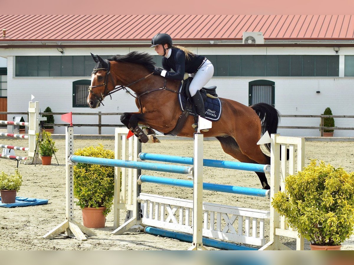 Dänisches Warmblut Wallach 11 Jahre 167 cm Brauner in Kotzen