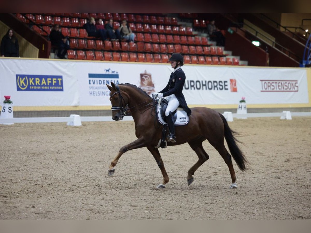 Dänisches Warmblut Wallach 11 Jahre 168 cm Dunkelfuchs in Harlosa