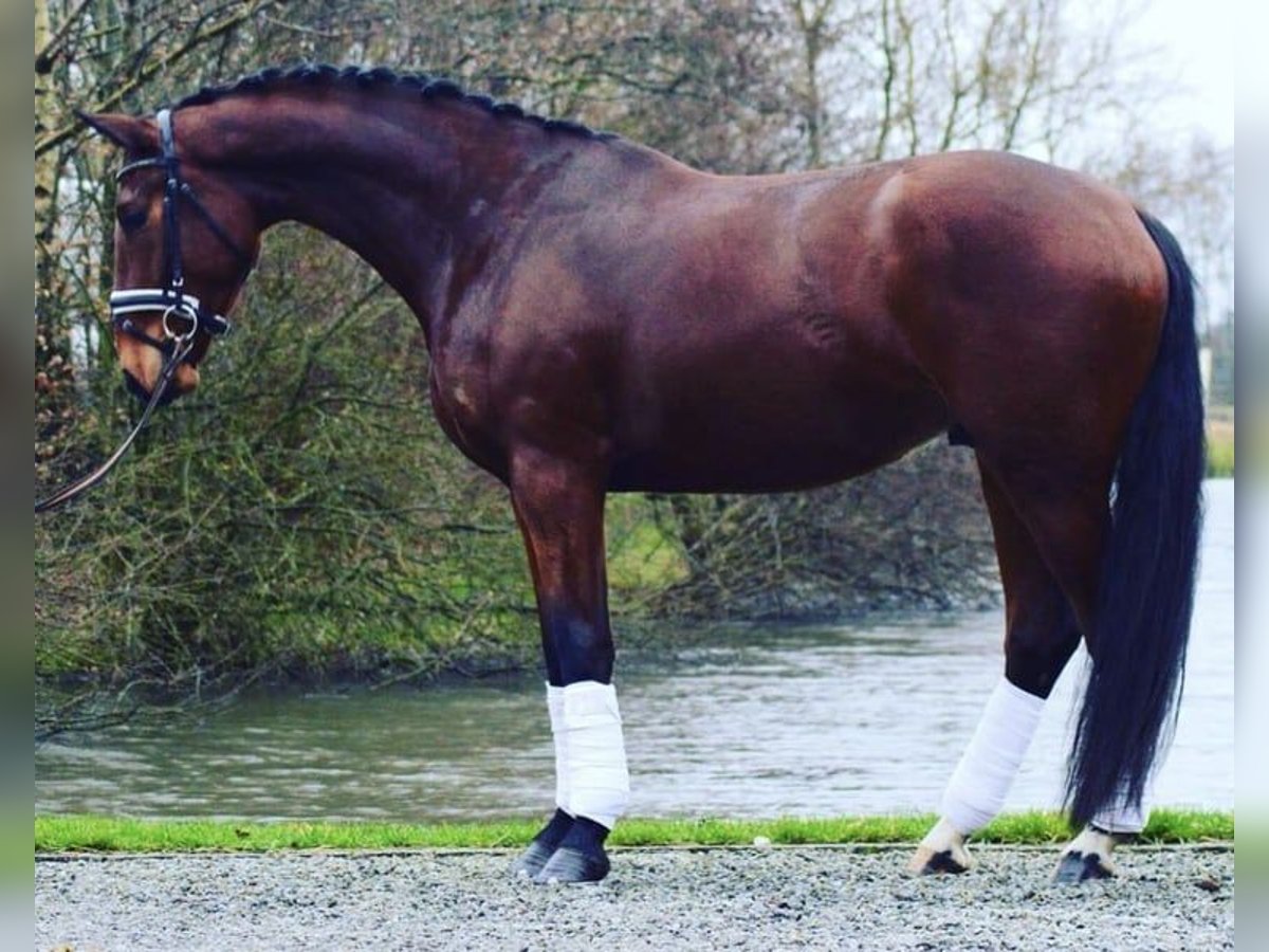 Dänisches Warmblut Wallach 11 Jahre 171 cm Brauner in Holsted