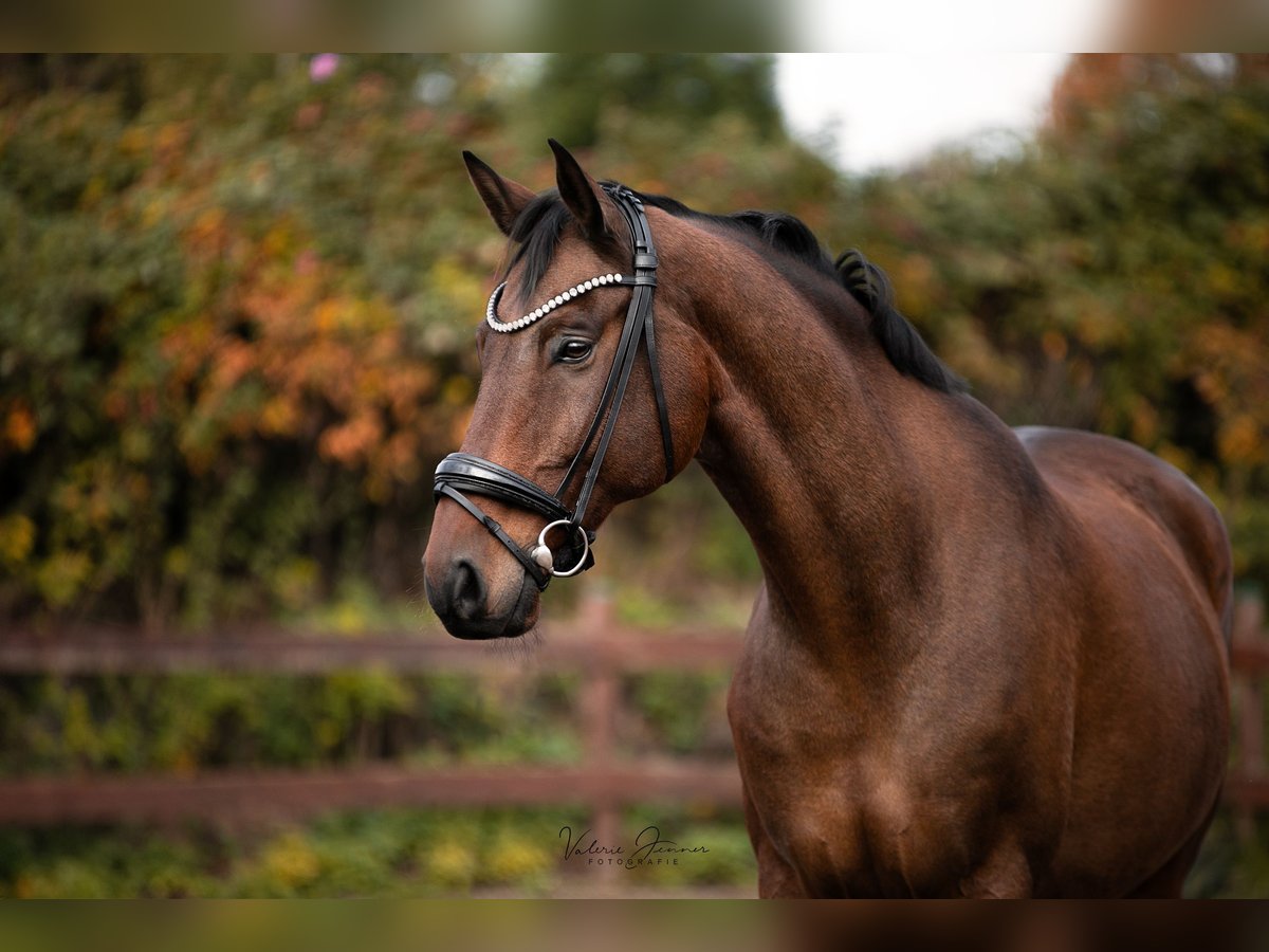 Dänisches Warmblut Wallach 11 Jahre 174 cm Brauner in Blekendorf