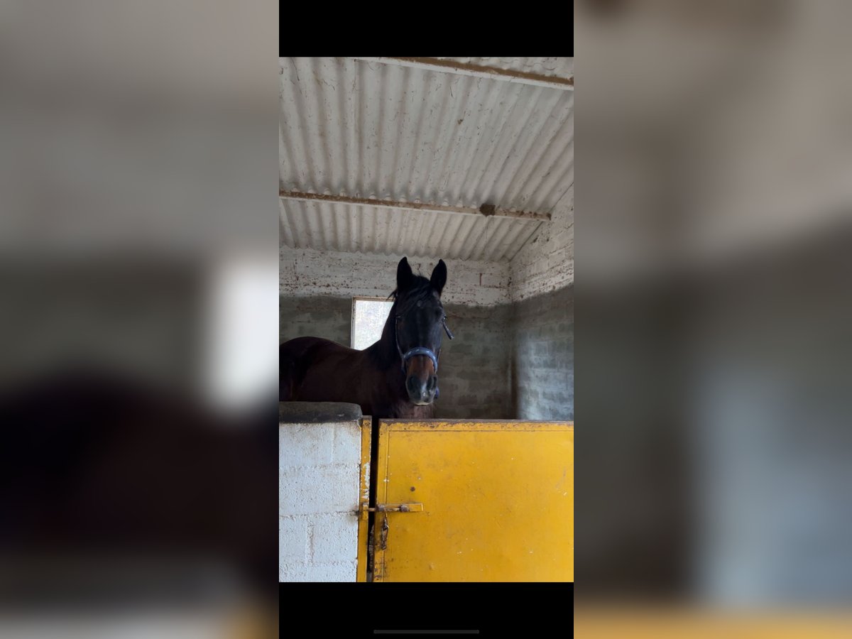 Dänisches Warmblut Wallach 12 Jahre 163 cm Dunkelbrauner in limassol