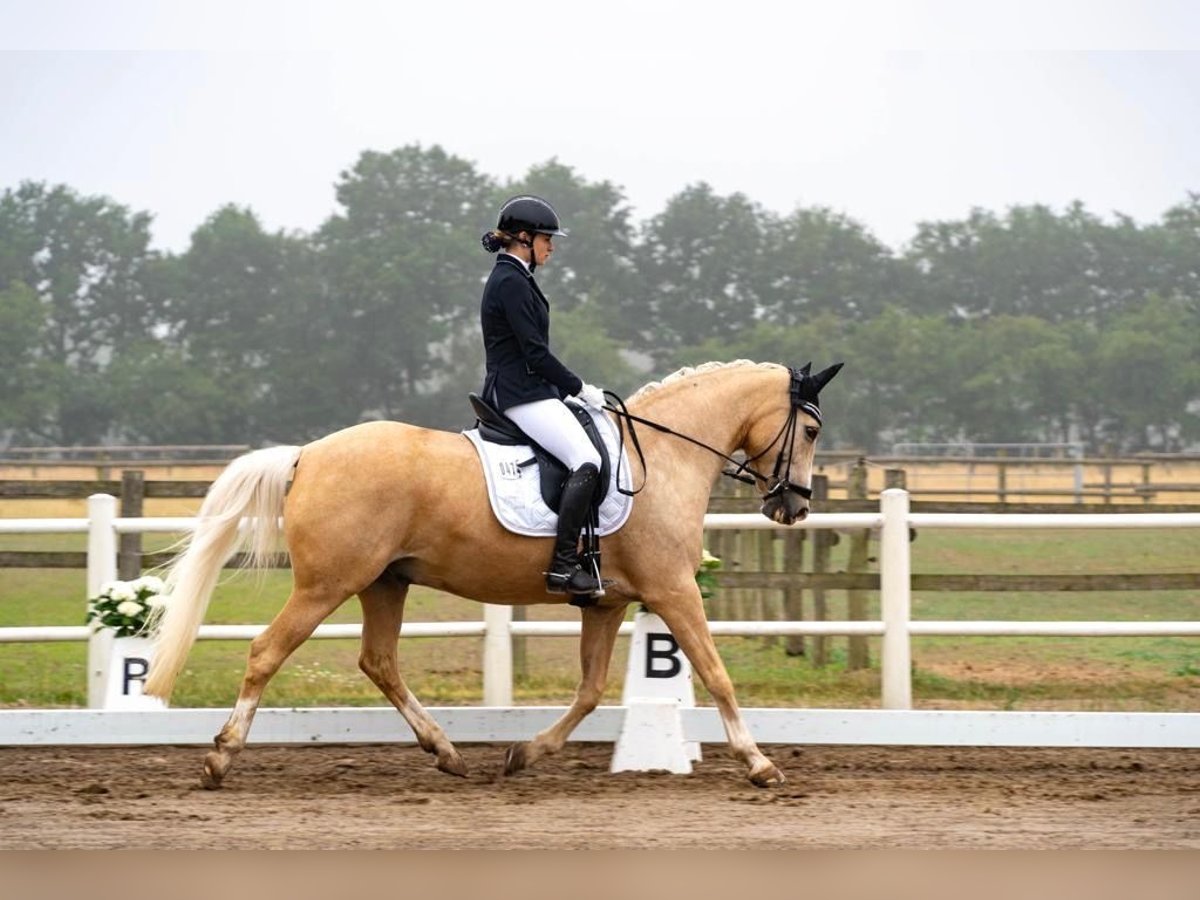 Dänisches Warmblut Wallach 14 Jahre 150 cm Palomino in SirksfeldeLabenz