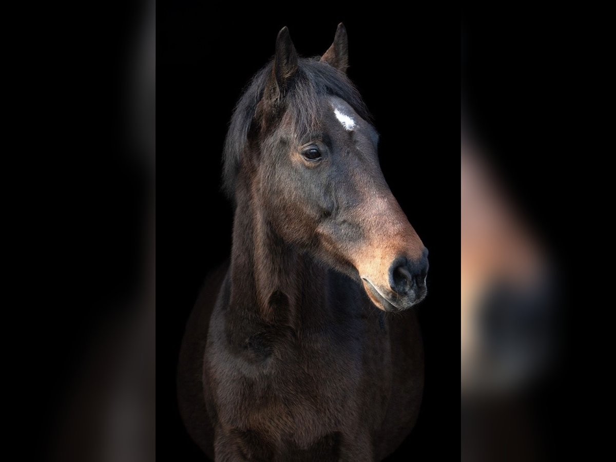 Dänisches Warmblut Wallach 14 Jahre 168 cm Dunkelbrauner in Panker