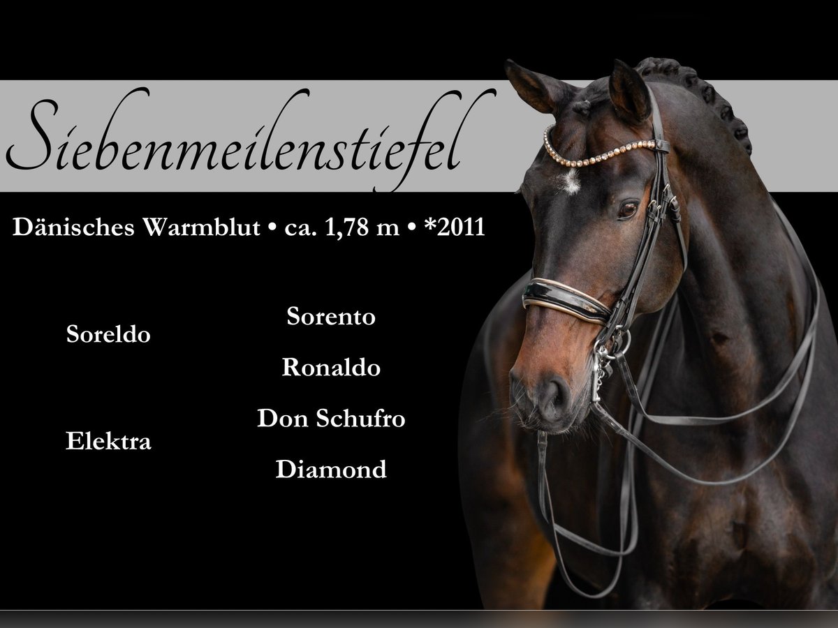 Dänisches Warmblut Wallach 14 Jahre 179 cm Dunkelbrauner in Wehringen