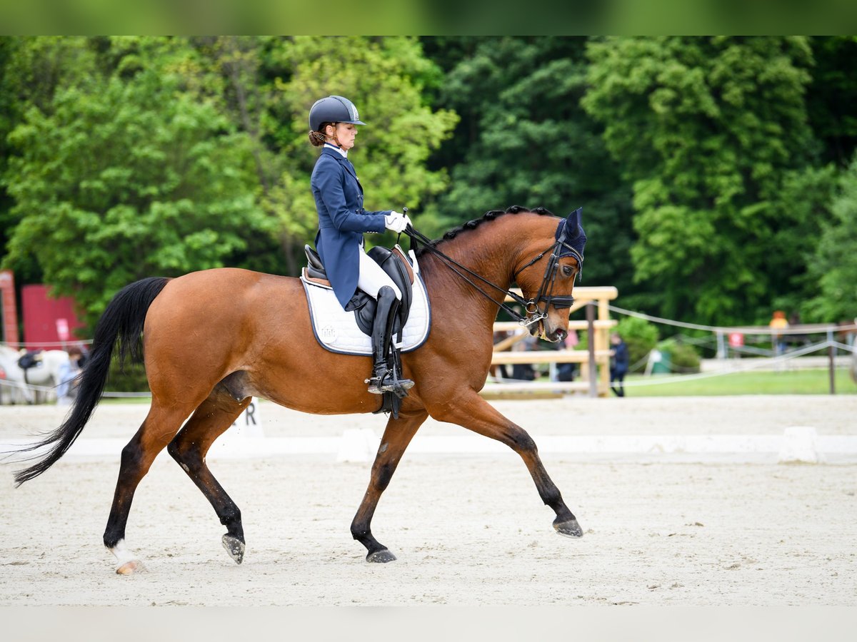 Dänisches Warmblut Wallach 16 Jahre 167 cm Brauner in Malczów