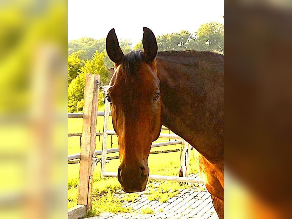 Dänisches Warmblut Wallach 17 Jahre 167 cm Dunkelbrauner in Benken SG