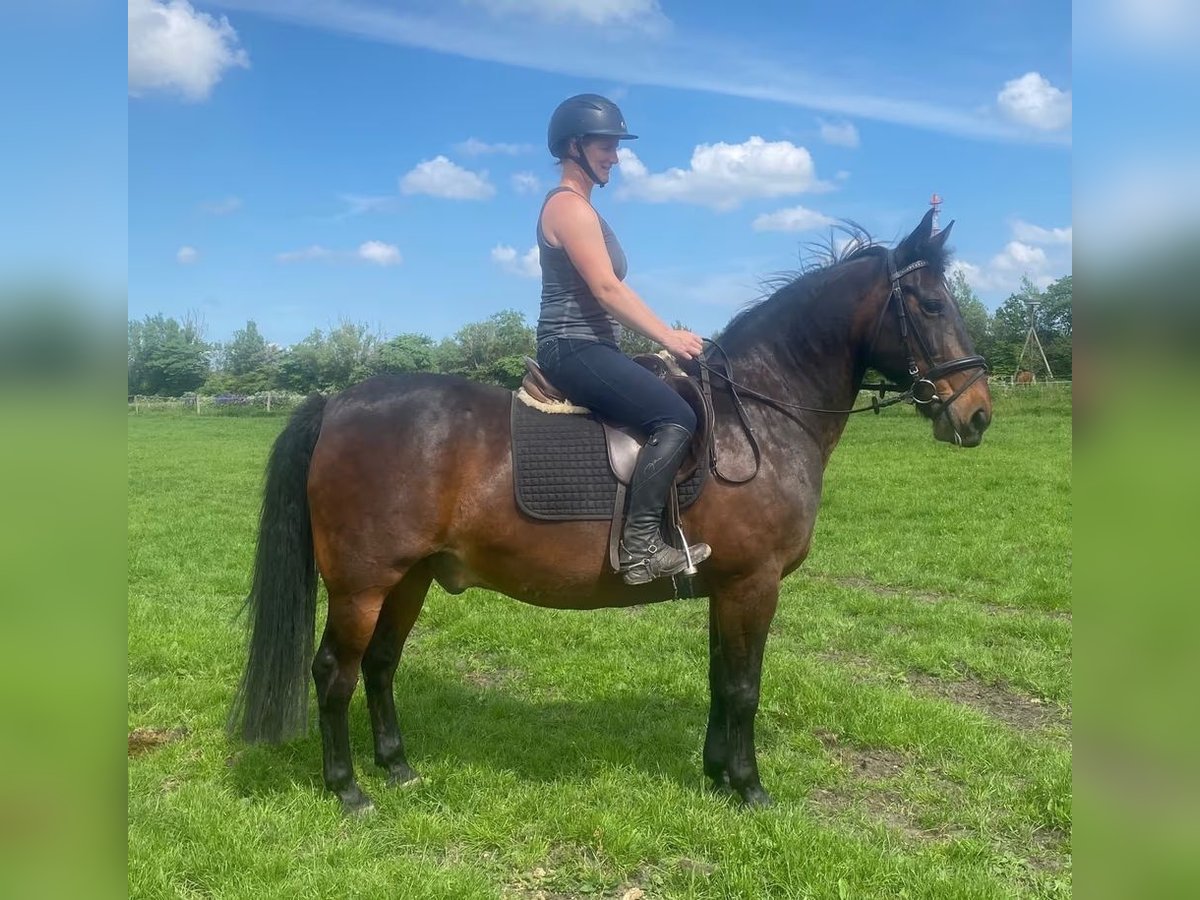 Dänisches Warmblut Wallach 18 Jahre 154 cm Brauner in Süderlügum