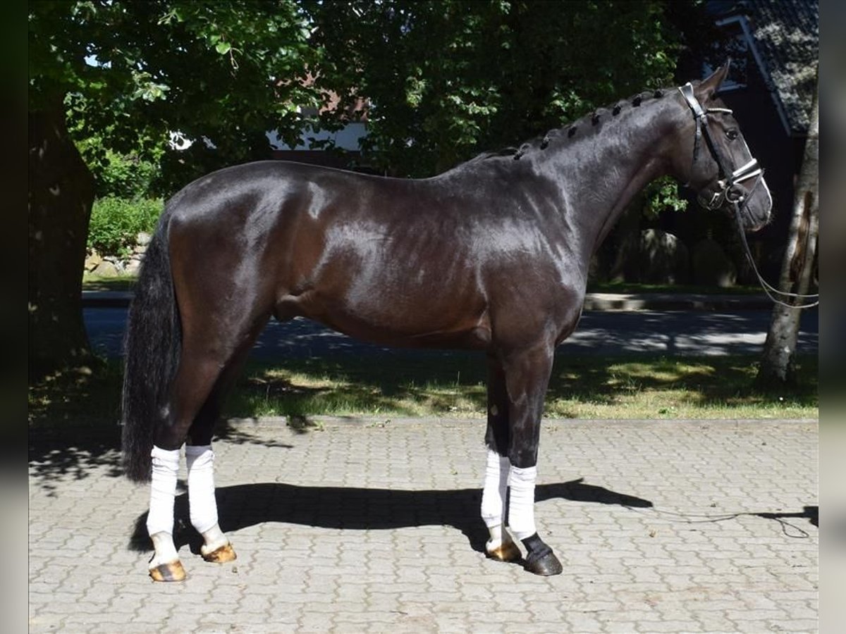 Dänisches Warmblut, Wallach in Fredenbeck