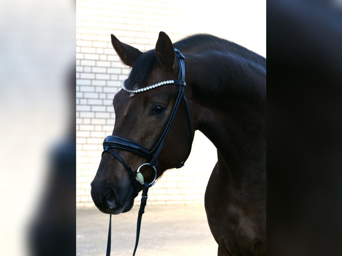 Dänisches Warmblut Wallach 3 Jahre 172 cm Dunkelfuchs in Duisburg