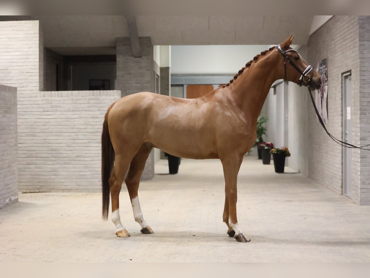 Dänisches Warmblut Wallach 4 Jahre 170 cm Fuchs in Asperup