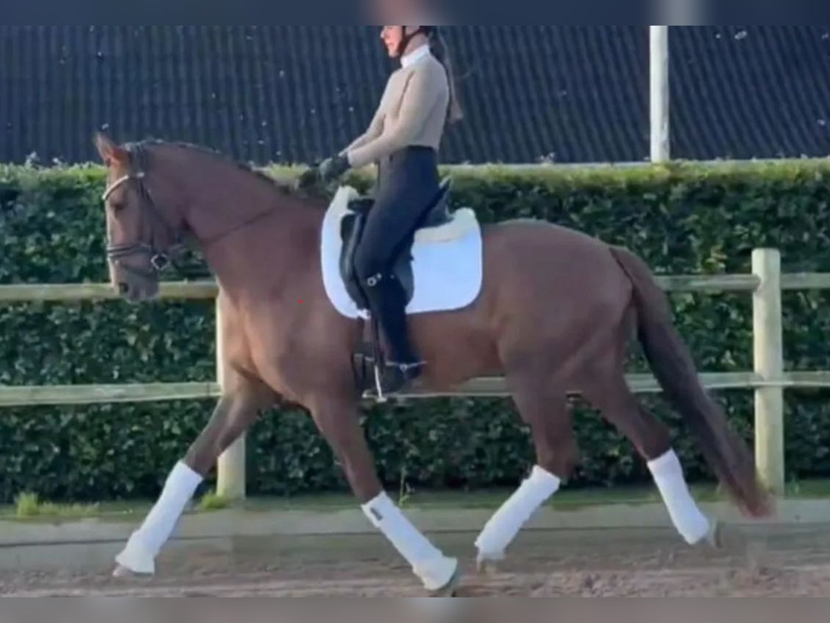 Dänisches Warmblut Wallach 4 Jahre 170 cm Fuchs in Svinninge