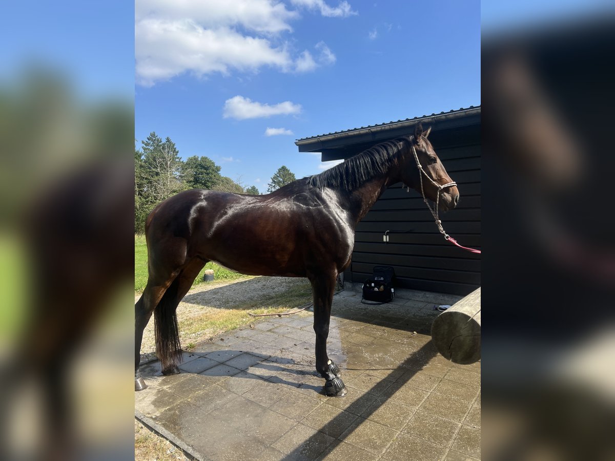 Dänisches Warmblut Wallach 4 Jahre 172 cm Brauner in Soroe
