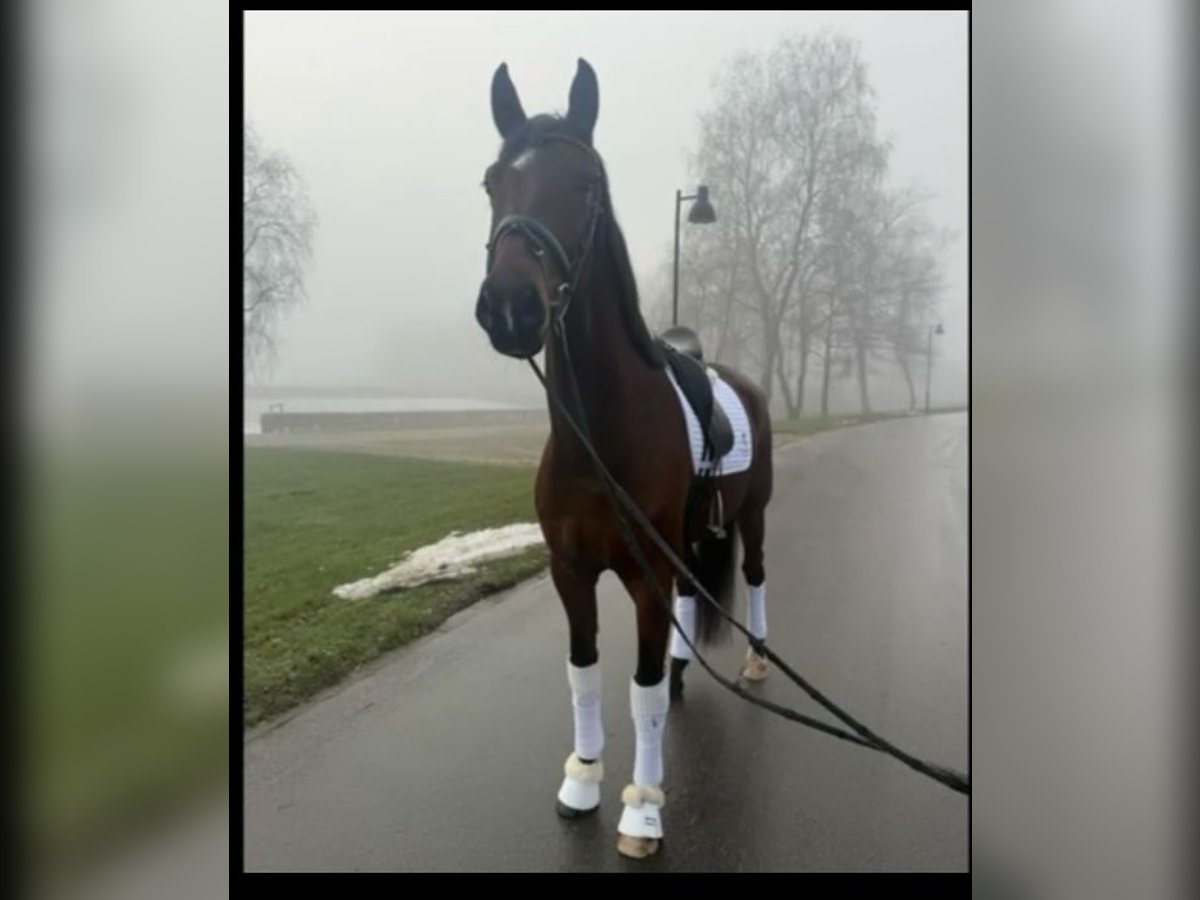 Dänisches Warmblut Wallach 4 Jahre Brauner in Randb&#xF8;l