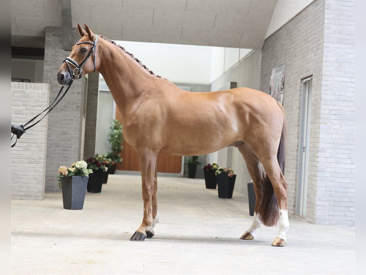 Dänisches Warmblut Wallach 5 Jahre 170 cm Fuchs in Asperup