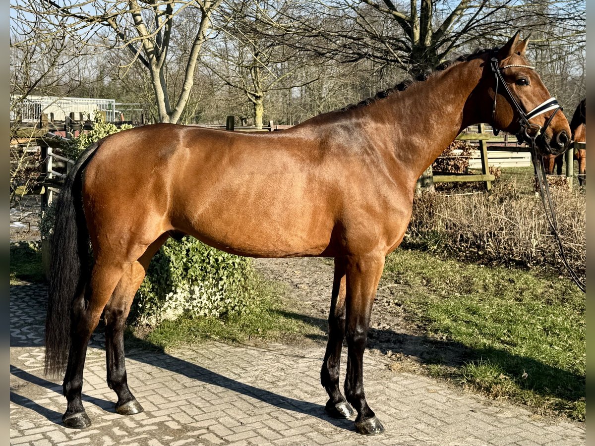 Dänisches Warmblut Wallach 5 Jahre 172 cm Brauner in Münster