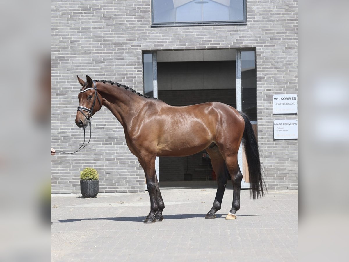 Dänisches Warmblut Wallach 5 Jahre 174 cm Hellbrauner in Asperup