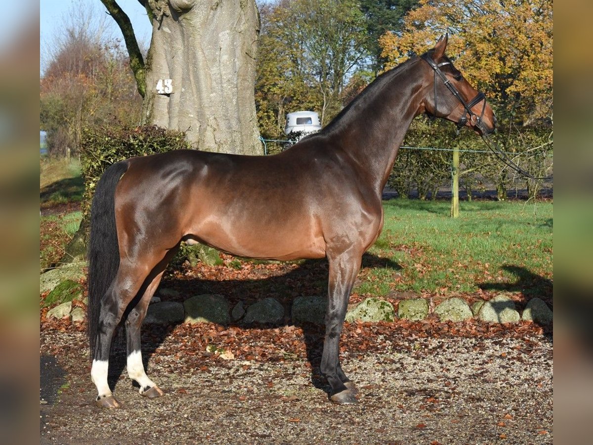 Dänisches Warmblut Wallach 5 Jahre 176 cm Brauner in R&#xF8;dekro