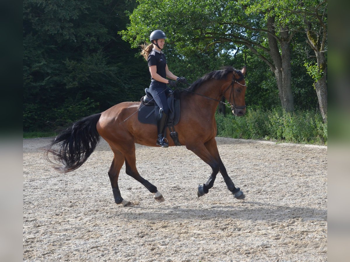 Dänisches Warmblut Wallach 5 Jahre 179 cm Rotbrauner in Egtved